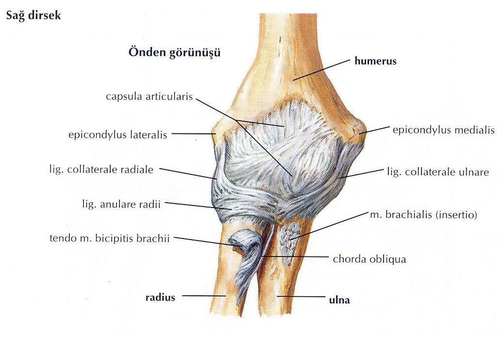 7 Lateral ulnar kollateral bağın sonlanma yeri crista musculi supinatori üzerindeki tüberküldür.