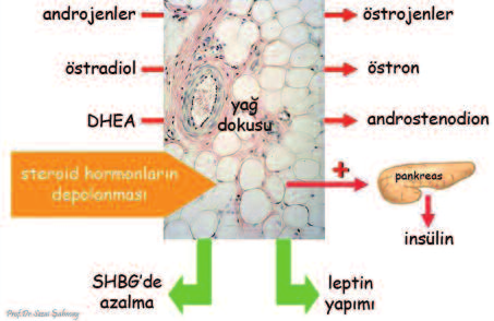 hormonlar (ACTH, GH, PRL, FSH, LH gibi), ADH, Oksitosin.