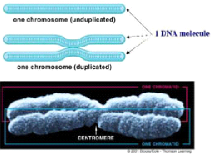 Kromozomlar DNA
