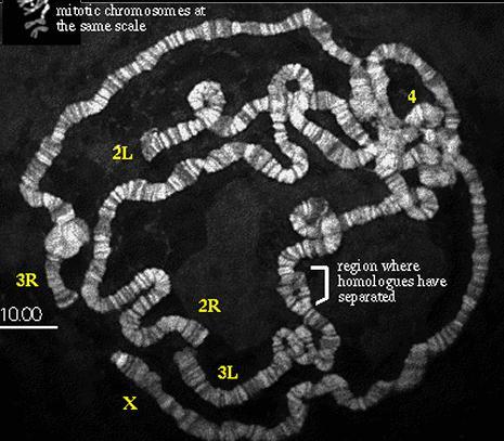 Politen Kromozom çok sayıda DNA nın bir araya gelişi ile