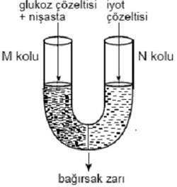 B) I ve V C) II ve III D) III ve IV E) IV ve V 4. Çimlenmekte olan bir tohumda, fotosentez yapana kadar geçen süreçte, aşağıdakilerden hangisi gerçekleşmez?