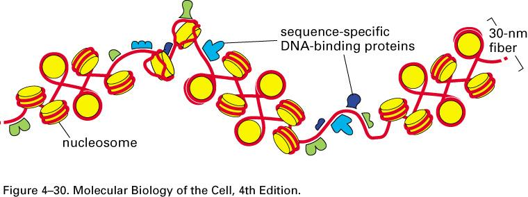 Irregularities in the 30-nm fiber Flexible linker, DNA binding proteins Structural