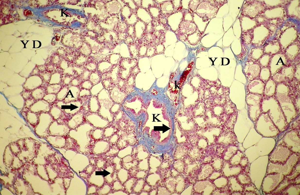 kan damarı, kalın oklar: alveol ve kanal epitel hücreleri, üçlü boyama X 10. Şekil 4.2. Gebeliğin 21.