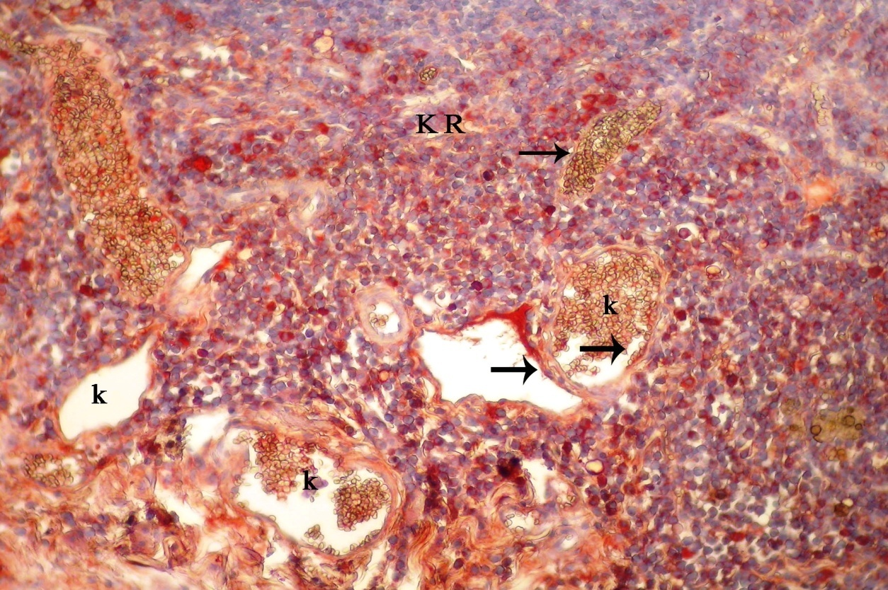 48 Şekil 4.7. Meme lenf düğümünün korteksinde yerleşen bazı hücrelerde ve damar endotellerindeki VEGF lokalizasyonu, KR: korteks, k: damar, endotel hücreleri (ok), X40. Gebelikte meme: Gebeliğin 7.