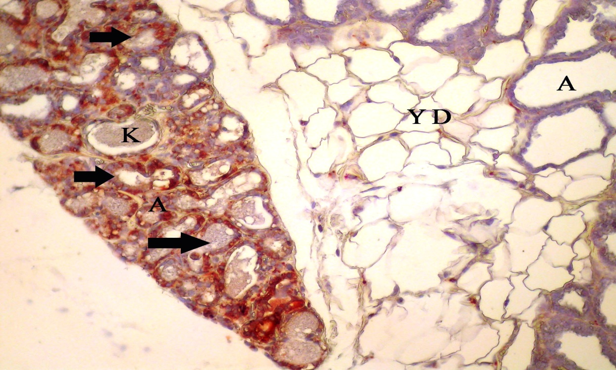 doku, k: kan damarı, miyoepitel ve bağdoku hücrelerinde immunreaksiyon (ok), X20 Şekil 4.33.