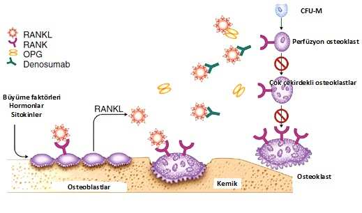 engelleyerek, mevcut osteoklastların sentezini, aktivitesini inhibe eder ve ömrünü kısaltır (Resim 2)(93).