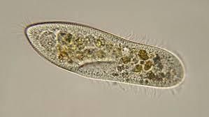 1) Protozoa: Tek hücreli hayvan benzeri protistalardır. 3)Silliler Sil bulunduran tek hücreli canlılardır.