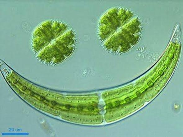 Kloroplasta sahip olduklarından fotosentez