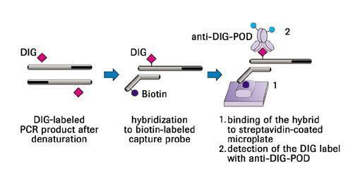 PCR ürünlerini kantitatif olarak değerlendirmektedir. İşaretli problar (digoxigenin), PCR ürünlerinin katı faza immobilize edilmesinde kullanılmaktadır.