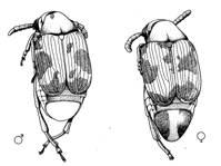 8 3.1.2.2. Callosobruchus maculatus (F.) un tanımı Uçan ve uçmayan olmak üzere iki formu vardır.