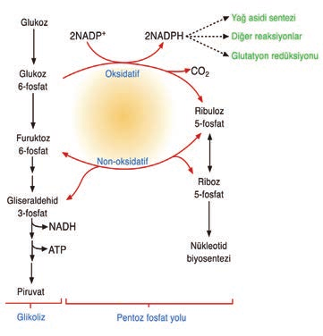 Temel Bilimler / T 40-4 53. Aşağıdaki bileşiklerden hangisi amino asitlerin TCA siklusuna giriş noktalarından biridir?