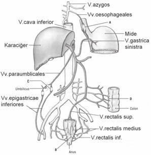 Temel Bilimler / T 40-4 5 C 6. Kubital (fibro osseous) tünel sendromunda sıkışan sinir aşağıdakilerden hangisidir?