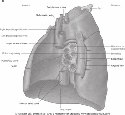 Medulla spinalis kesitlerinde funiculus posterior da medialde fasiculus gracilis, lateralde (sadece T4 seviyesinin üstünde) fasciulus cuneatus bulunur, çaprazları medulla oblangata da nucleus