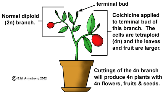 Meyve türlerinde fertil poliploid bitkilerin elde edilmesinde