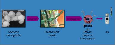 proteinlerle konjuge edilmesi T hücre aracılıklı yanıtı uyararak <2 yaş çocuklarda bağışık yanıtın oluşmasını sağlamaktadır Aşının