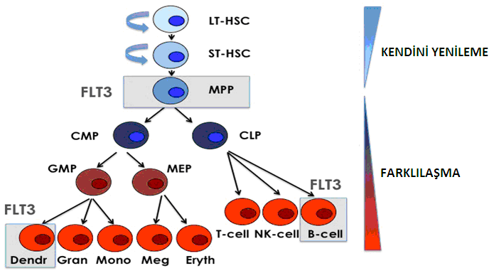 insan sistemlerindeki çalışmalar FLT3 ekspresyonu ve fonksiyonunun temel olarak kısa süreli yeniden yapılandırıcı hematopoetik kök hücrelerle ilişkili olduğunu göstermektedir.