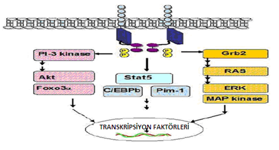 Şekil 2.7 FLT3 reseptör aktivasyonunun diğer sinyal iletim yolakları ile ilişkisi, Parcells ve ark. (61) den alınmıştır.