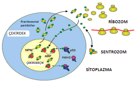 bozulmuş denatüre proteinlerin yeniden renatürasyonunu sağlamak gibi moleküler düzeyde koruyucu etkileri vardır (128). 2.4.1.1. Ribozom Sentezine Etkisi Ribozomların yapılanması nükleolusda gerçekleşir.