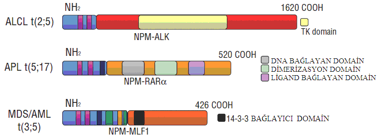 Caudill ve arkadaşları tarafından 2006 yılında, 60 kronik myelomonositik lösemi (KMML) hastasında yapılan çalışmada PM1 gen mutasyonu saptanan 3 hastada bir yıl içinde AML geliştiği bildirilmiştir.