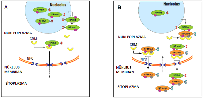 Ayrıca mutant PM proteinlerinin, yaban tip PM proteinlerini nükleolusdan nükleoplazmaya oradan da sitoplazmaya taşıdığı bildirilmiştir.