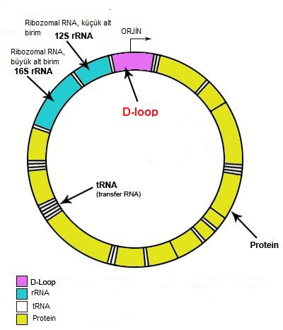 10 iki zincirinden biri replikasyon sırasında yeni sentezlenen zincirle yer değiştirir (Desjardins ve Morais, 1990). mtdna nın nükleer genomdan daha hızlı evrimleştiği bilinmektedir.