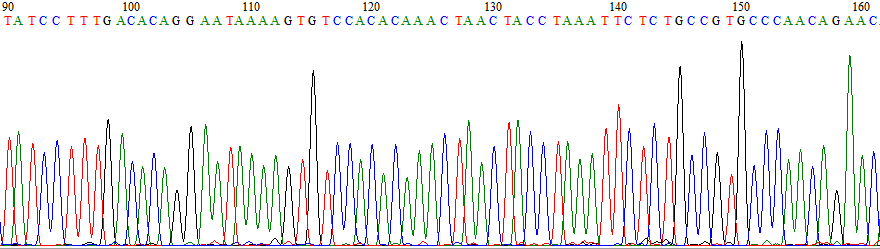 29 Şekil 3.3. BioEdit 7.0.9 programı tarafından bir DNA dizisinin görüntüsü 3.9. Veri Analizleri 3.9.1. Dizilerin Hizalanması D-loop ve ITS1 dizileri ayrı ayrı hizalanmıştır.