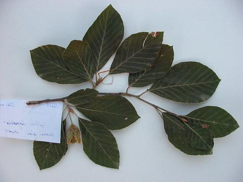 (Fagus sylvatica) Figure 5: Fagus sylvatica Şekil 6: