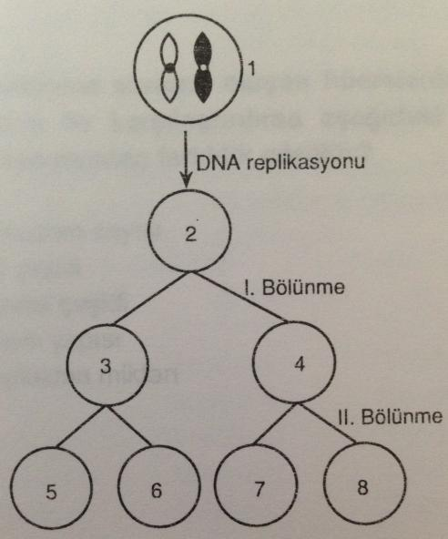 3) Yandaki soy ağacında bir özelliğin kalıtımı gösterilmiştir. Buna göre, I. Y kromozomu üzerinde taşınmaktadır. II. Otozomlar üzerinde çekinik olarak taşınmaktadır. III.