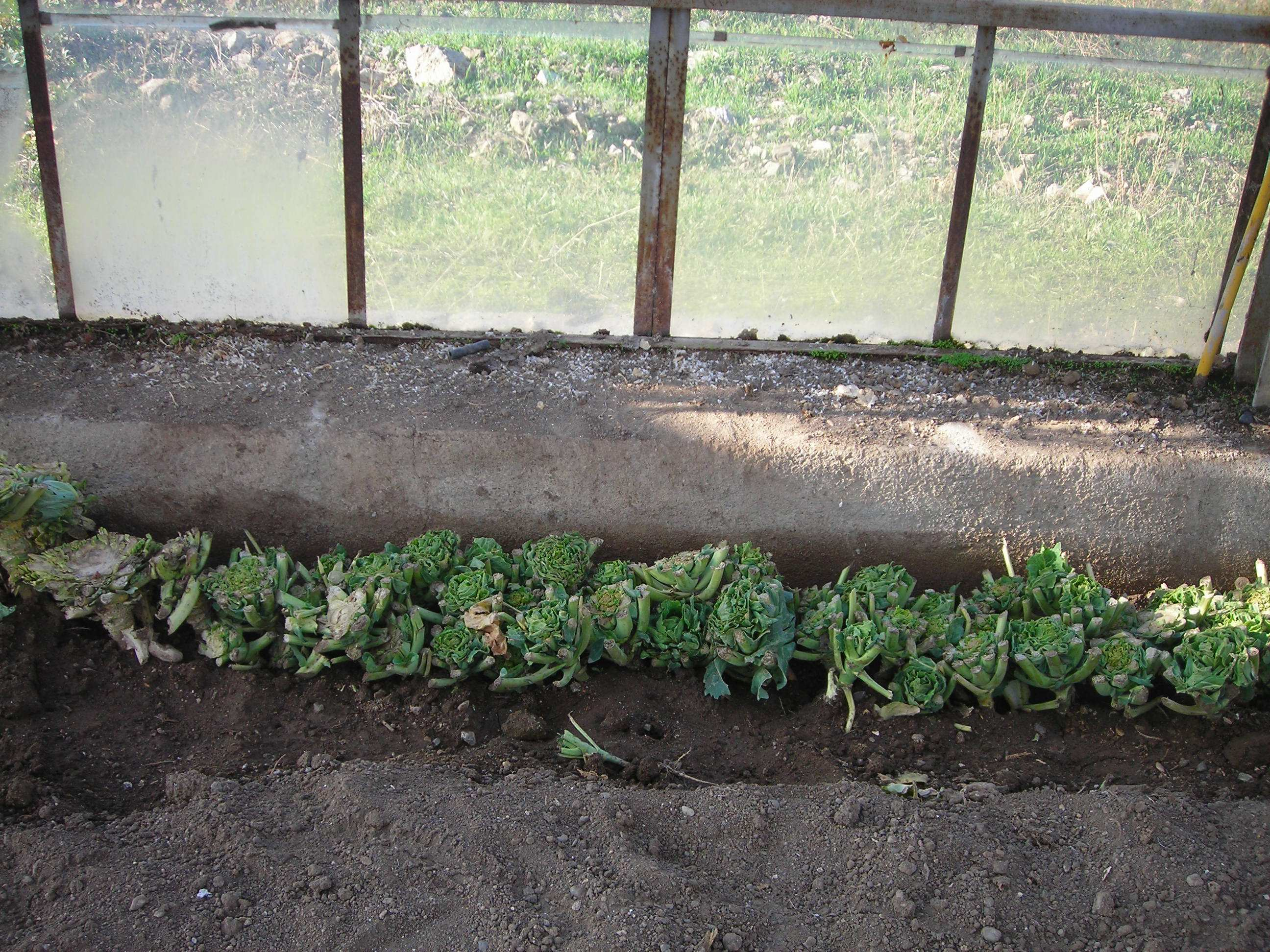 Erciş lahanası bitkileri ilk yıl sert geçen kış nedeniyle donmuş ve bitkilerin önemli bir kısmı zarar gördüğü için ilk yıl