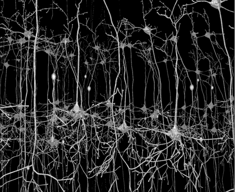 Sinaps Nöronlar arası Nöronlar ve diğer hücreler arası