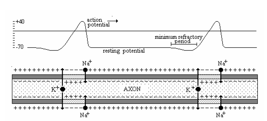 Nöronun ince zarı üzerinde dağınık iyon dağılımı NA + dışta (sodyum) K + içte (potasyum) Sonuç