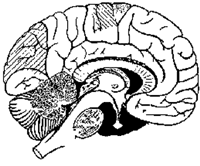Beyin homojen değildir. Birçok bölge ve alan vardır. Beyin iki yarım küreye ayrılır.
