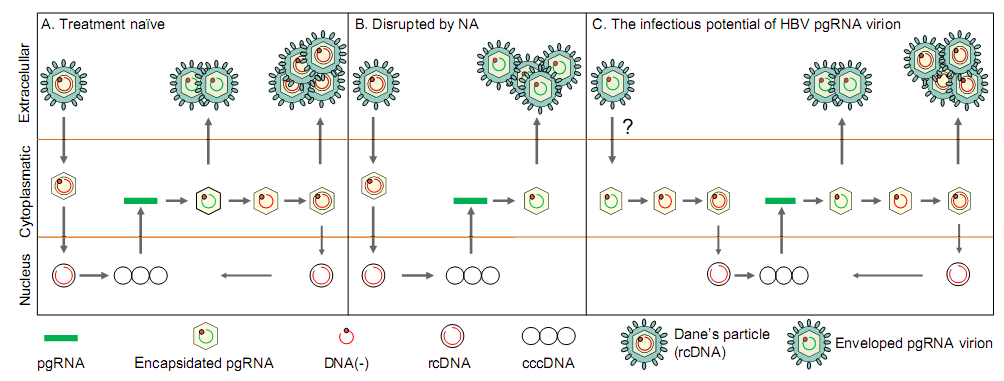 Antiviral tedavi sonucu hakkında daha iyi gösterge HBV pgrna Serum hepatitis B virus RNA is encapsidated pregenome RNA that may be associated with persistence of viral infection and rebound