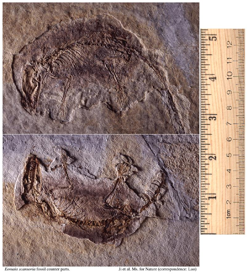 İlk plasentalı fosil http://www.kennislink.