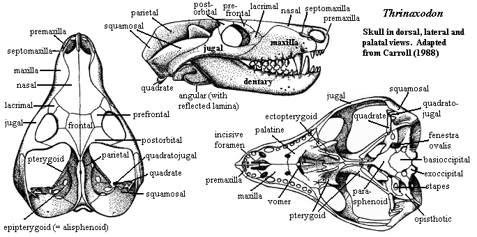 Pelycosauria dişleri