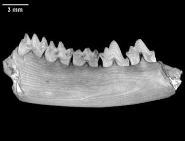 Triconodont Jura yaşlı memelilerde (örg.,triconodonta) görülen diş yapısı.