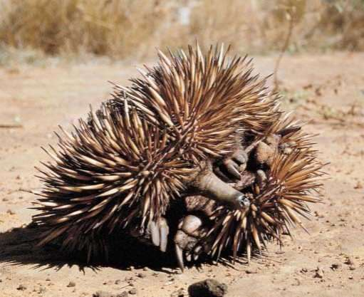 Echidnidae=Tachyglossidae (Echidnalar, Gagalı