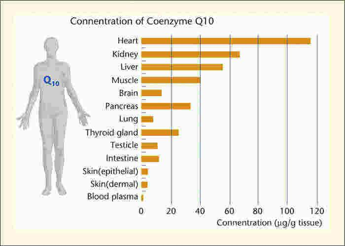 Koenzim Q10 (ubikinon, CoQ10); mitokondriyal solunum zinciri Kompleks I ve II den kompleks III e Flavoprotein dehidrogenazdan III e Potent, lipofilik antioksidan Mitokondriyal