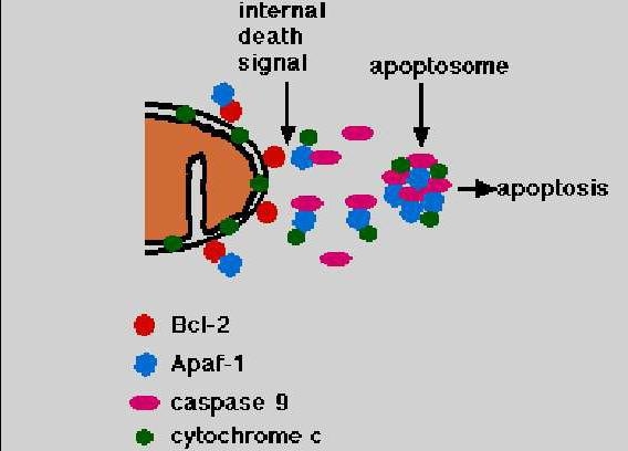 membranında Bcl-2 proteini yer alır. Bcl- 2, Apaf-1 proteininin bir molekülünü bağlar.