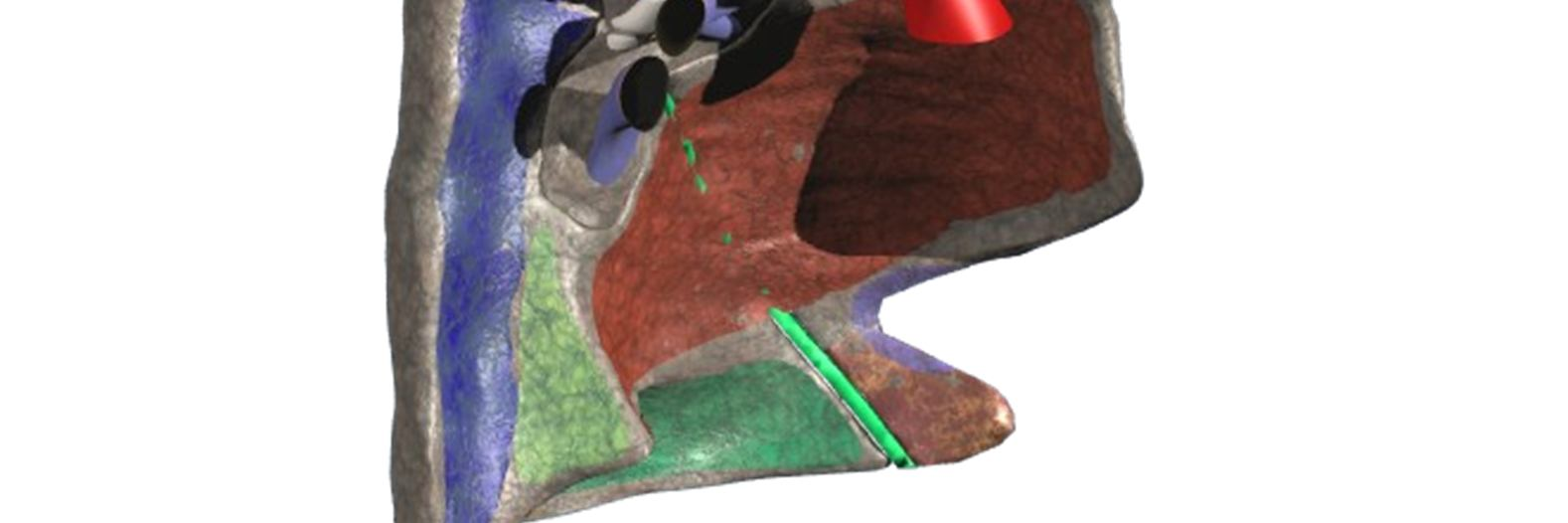 Impressio cardiaca Sulcus aorta descendens