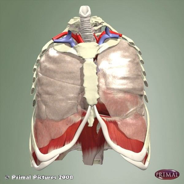 Apex pulmonis in iç-yan komşulukları Vena jugularis externaya ve vena