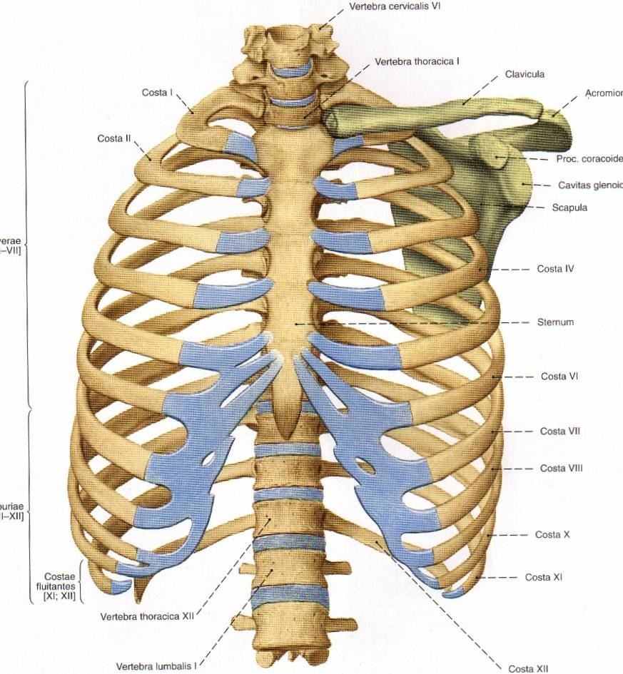 Apex pulmonis in projeksiyonu Clavicula nın medial 2/3 ünün uçlarını