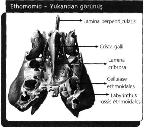 Concha nasalis inferior'lar bağımsız bir çift kemiktir. Concha nasalis superior ve medius ise ethmoid kemiğe aittir. Crista galli ethmoid kemiğin frontal kemiğe saplanan kısmıdır.
