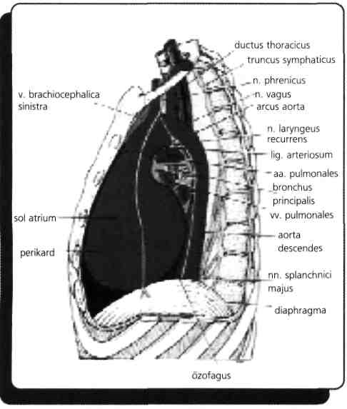 A. v. thoracica interna V. a. n intercostalis anterior'lar Mediastinum medium Kalp ve perikardium V. cava superior ve v. cava inferior Aorta ascendens ve koroner arterler ve venler N. phrenicus'lar!