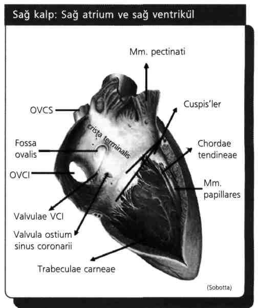 13) Kalbin sağ ventrikülünde bulunmayan oluşum hangisidir? A) Conus arteriosus B) Cuspis septalis C) Mm.pectinati D) Chordae tendinea E) Trabecula carneae Mm.