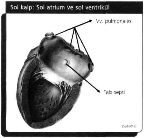 20) Truncus pulmonalis kalbin hangi bölümünden çıkar?
