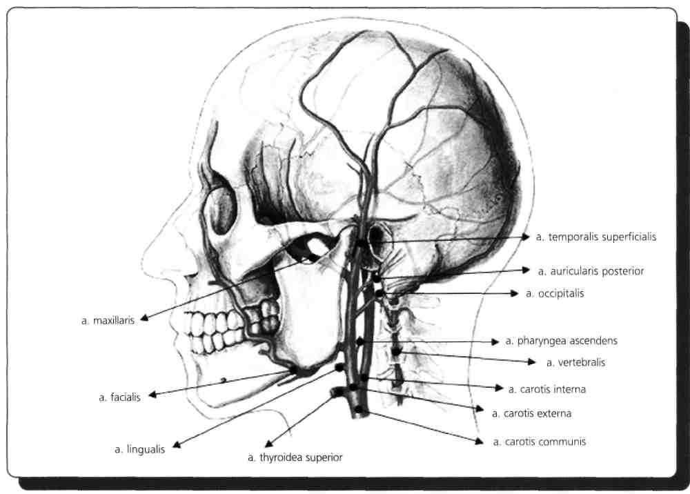 A. carotis externa'nın direkt dalları: A. thyroidea superior A. pharyngea ascendens (a. meningea posterior) A. lingualis A. facialis A. occipitalis A. auricularis posterior A.