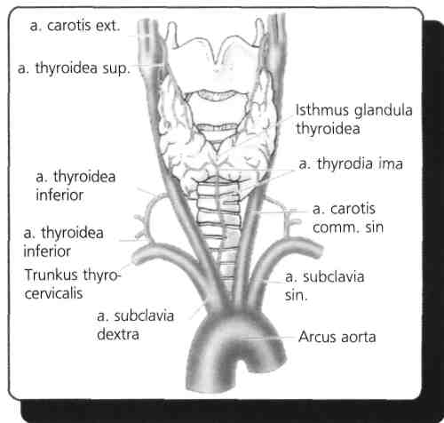 62) Arteria maxillaris'in dalı olmayan hangisidir? (Eylül - 1993) A) A. temporalis superficialis B) A. meningea media C) A. sphenopalatina D) A. alveolaris inferior E) A.