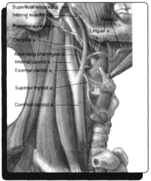 66) Hangisi a. carotis interna'nın dalı değildir? A) A. ophthalmica B) A. meningea media C) A. communicans posterior D) A. cerebri media E) A. cerebri anterior A. carotis interna'nın dalları: A.
