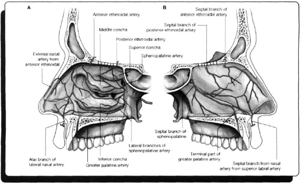 78) Tiroid bezinin kanlanması en fazla aşağıdaki arterlerin hangisinden sağlanır? A) A. carotis interna B) A. facialis C) A. lingualis D) A. subclavia E) A. vertebralis A. thyroidea superior - a.